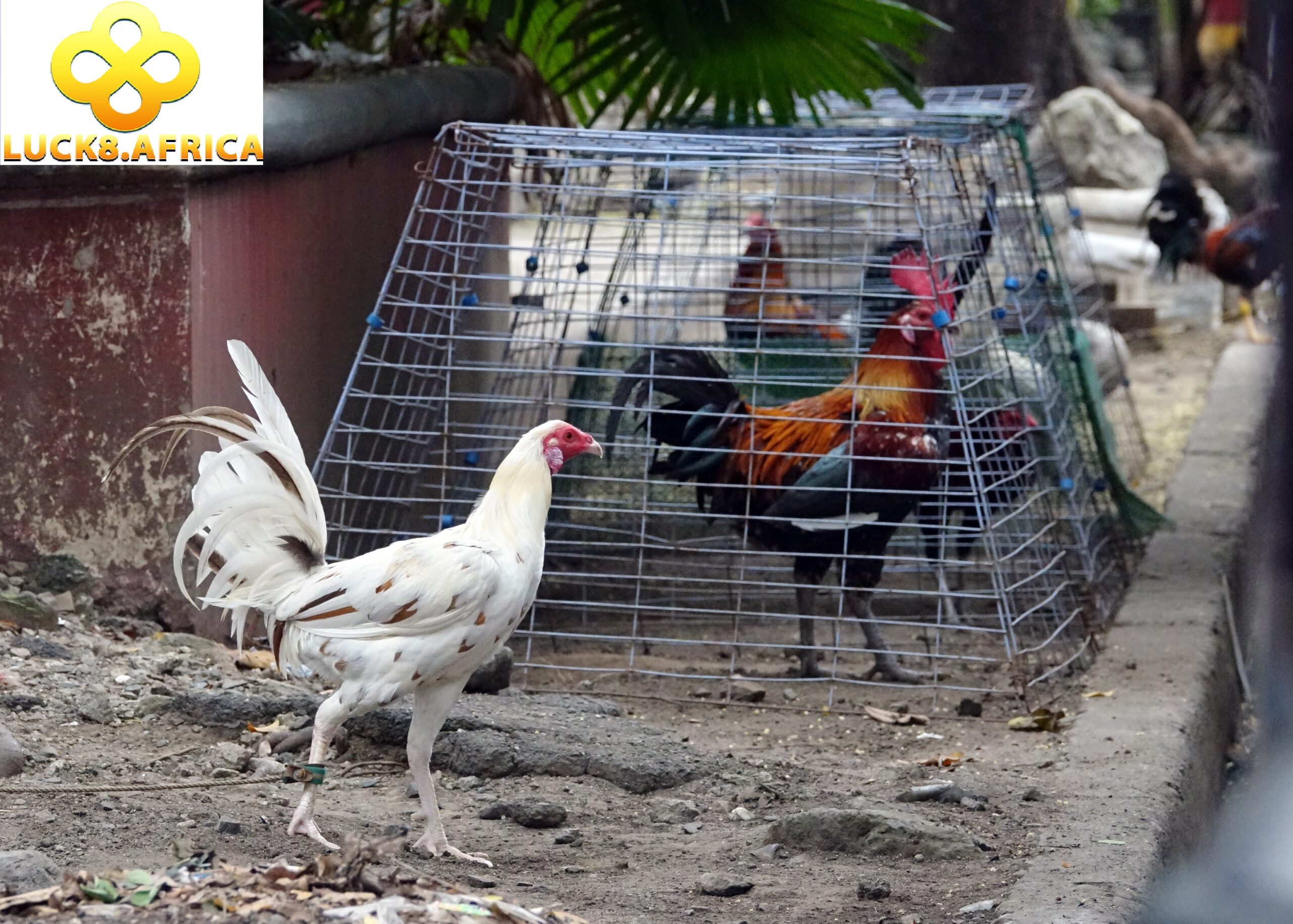 Tổng quát thông tin về đá gà Luck8