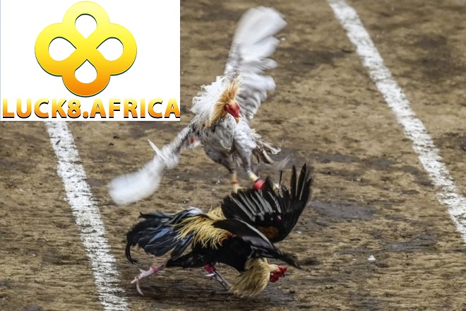 Lợi ích cực kỳ hấp dẫn mà đá gà Luck8 đem lại cho anh em