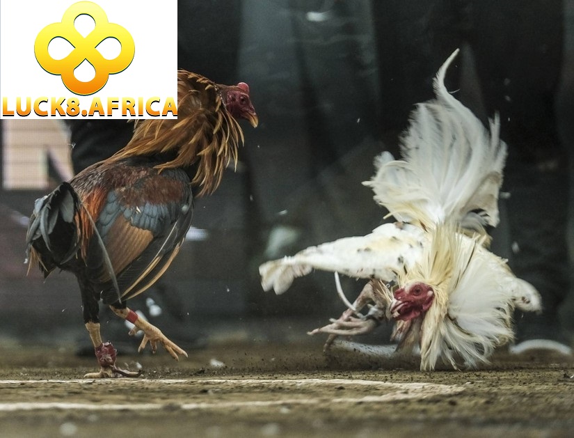 Những điều các cược thủ cần lưu ý khi tham gia chơi đá gà Luck8